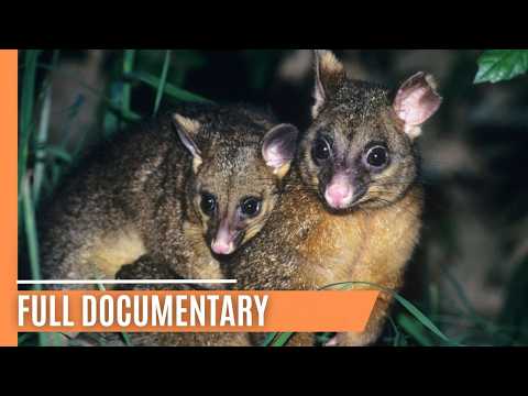 Possums and Predators of the Australian Wilderness | Full Documentary