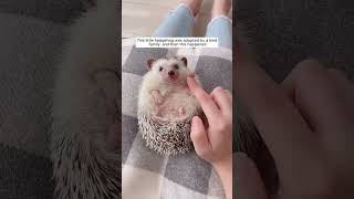 This little hedgehog was adopted by a kind family, and then this happened #animalshorts
