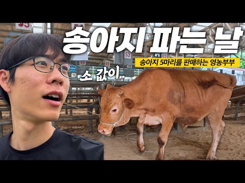 송아지 5마리는 얼마에 팔렸을까?🔥ㅣ경매시작🕹️ㅣ요즘소값시세💸ㅣ일상브이로그ㅣ완두콩먹방ㅣ시골형제ㅣ가족ㅣ농가출장ㅣ인공수정ㅣ시골생활ㅣ형제육아ㅣ우시장ㅣ축산업ㅣ한우