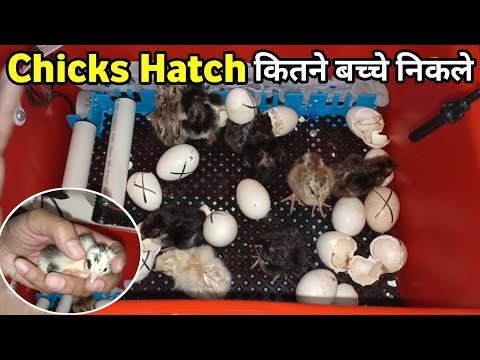 Hen's Chicks Hatched | Incubator Successful | Kitne Bache Nikle