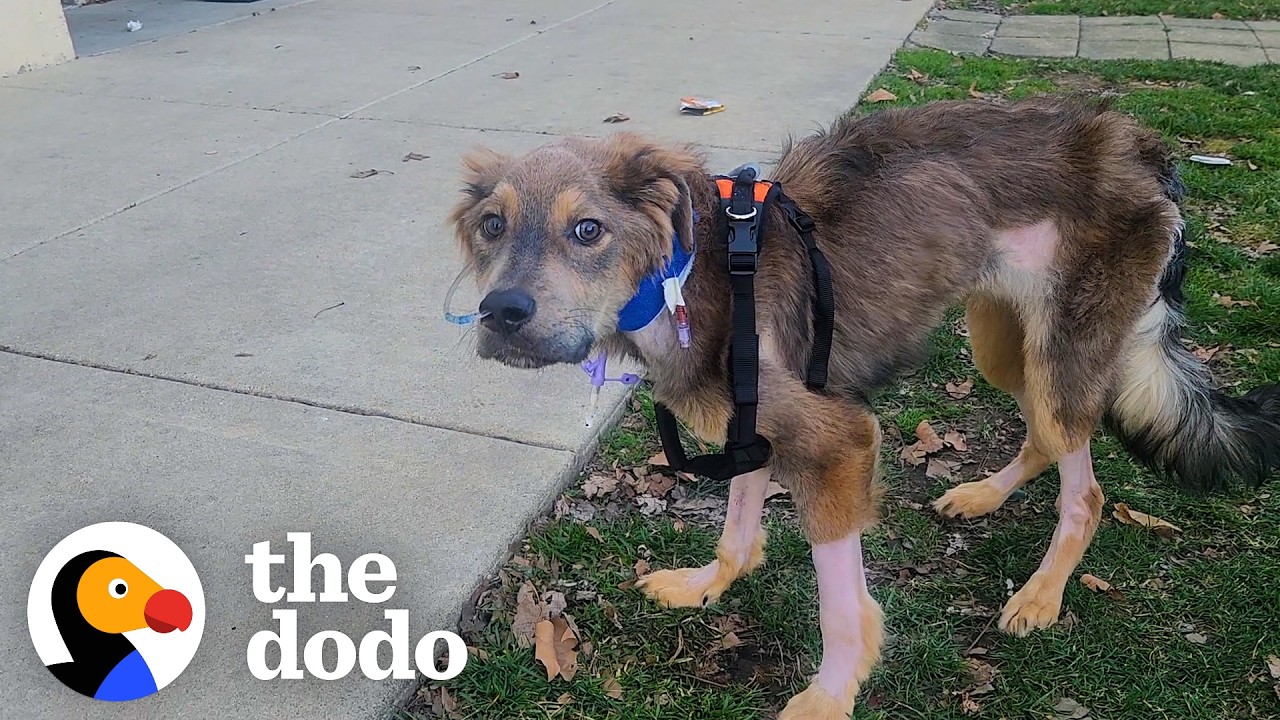 This Dog Was So Skinny He Couldn't Even Stand Up But Now. - The Dodo