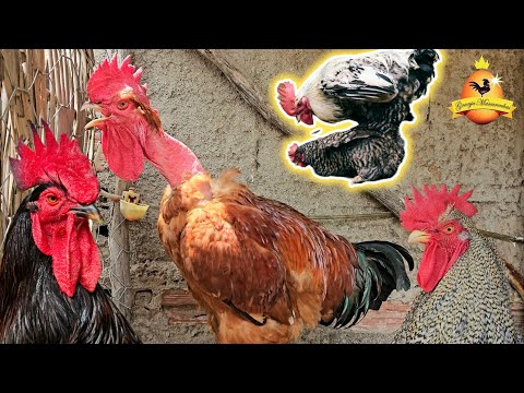 Quando é  que os galos chegam na fase Reprodutiva? 🐓🐥🐥 Dicas de manejo