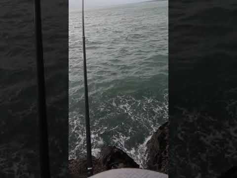 낚시로 범고래를 (실화) #shorts