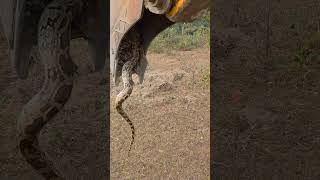 Indian Python Rescue #youtubeshorts #shortsvideo #trending