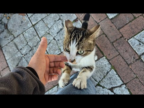 Cute street cat with charming green beautiful eyes.