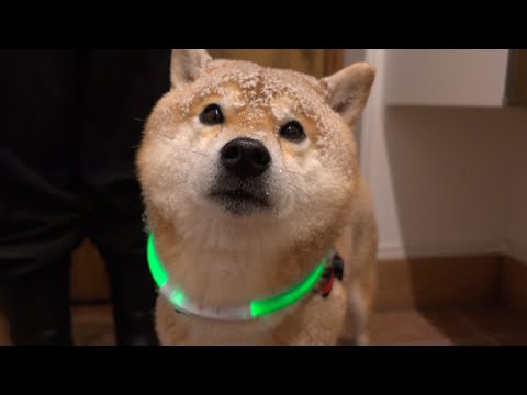 柴犬、最強寒波で揚げパンになる。