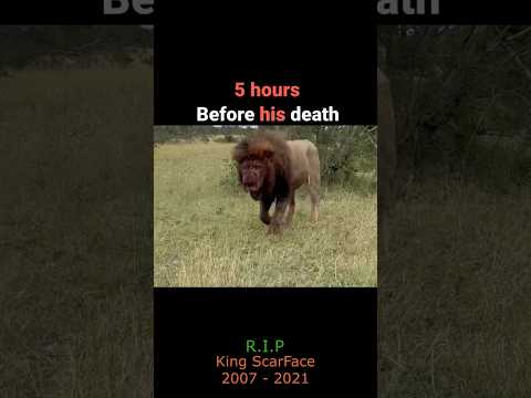 End Of King’s Journey ‼️😱 #lion #lionattitude
