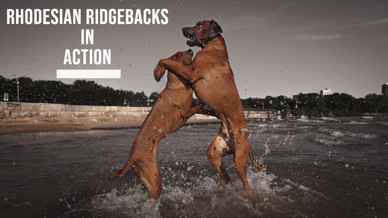 Rhodesian Ridgebacks in Action Video Thumbnail