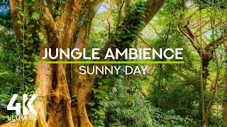 4K Hawaii Jungle Soundscape on a Hot Sunny Day | Real Rainforest ASMR for Sleep, Study & Relaxation