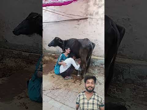 bhains ki dudh funny short