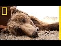 Gobi Grizzly Conservation Challenges