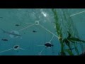 Exploring Coastal Food Webs and Ecosystem Dynamics