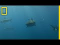Understanding Marine Life and Immune Systems