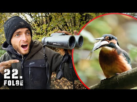 Ein VOGEL klaut meine FISCHE! | Tag 22/100 autark