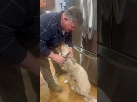 Golden Doodle Mistakenly Swallows Owner's Diamond Ring - 1491570