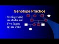Genotypes and Inheritance Patterns