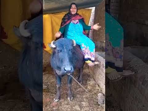 धीरे धीरे नाच नाच शोर्ट वायरल फनी कॉमेडी वीडियो