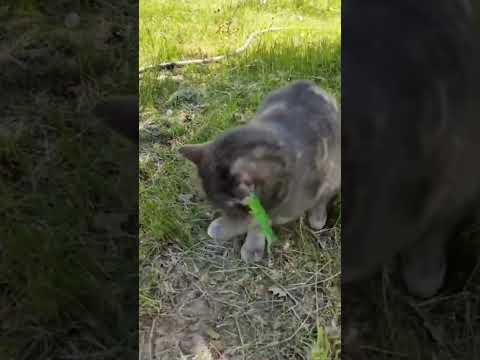#cat #балансвселенной #kitten #силасознания #изобилие #funny #метафизик #cute #дыхание #материя