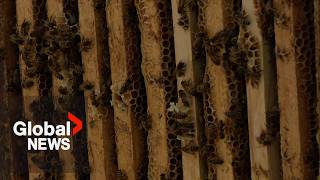 YouTube video thumbnail: Canadian Beekeepers Face Uncertainty Amid US Tariff Threats