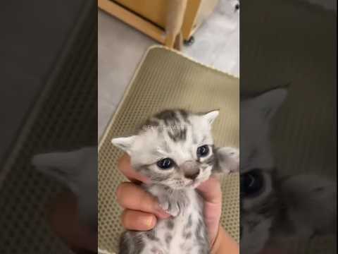 🐱: whoppss, sorry😂 #CatShorts #FunnyCats #CatLovers #CatsOfYouTube #CuteCatVideos