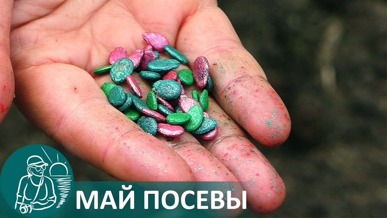 Посадка семян в мае на огороде гордеевых сеем огурцы, кукурузу, фасоль, арбузы, дыню, тыкву