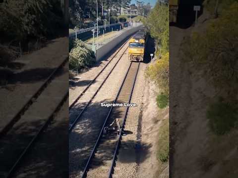 Be a hero#rescue #animallover #fyp #foryou #love #animal