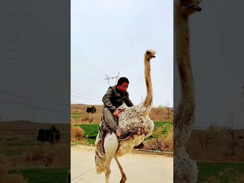 bheegi Hui Hai Raat Magar #love #song @Ravi-s4t8x