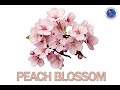Peach Blossom Color Identification