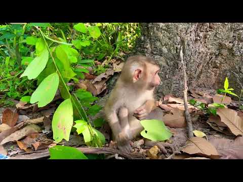 Baby monkey
