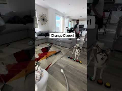 Sapphie the pomsky the poop detector