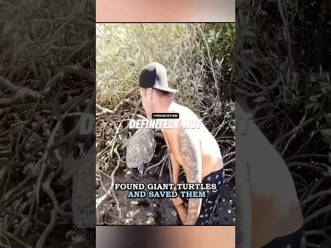 Found Giant Turtles And Saved Them