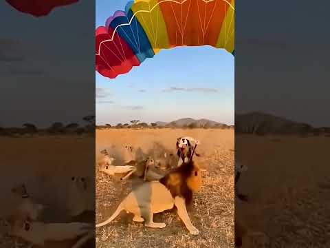 Look what the lion did.देखो शेर ने क्या किया.#shortsfeed #shorts #foryou #usashorts #ytshorts