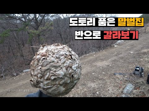 일년 내내 찾던 말벌집을 양봉장 바로 옆에서 발견한 주인장