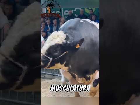 Alta Genética