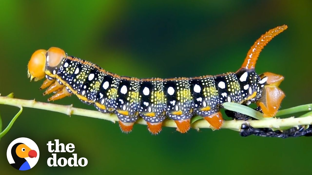 Watch This Caterpillar Turn Into A Hawk-Moth