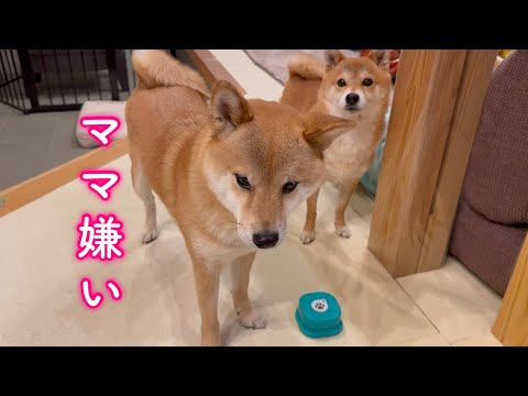 ママと口喧嘩をして逆ギレする柴犬が可愛い