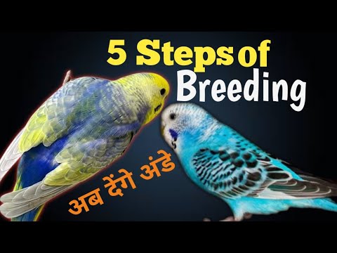 How to breed budgies parrots in Hindi