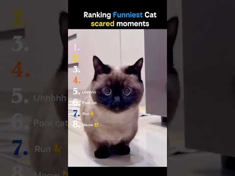 Meow #shorts #catlovers #cutecat #viralshorts #newshorts