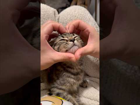 【猫動画】赤ちゃん子猫が可愛過ぎて発狂する飼主たちwww #shorts