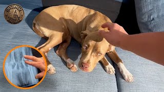 Rescató a una pitbull herida en un edificio abandonado y ella no deja de agradecerle