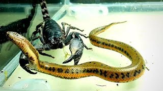 10 Times Snakes Messed With The Wrong Opponent
