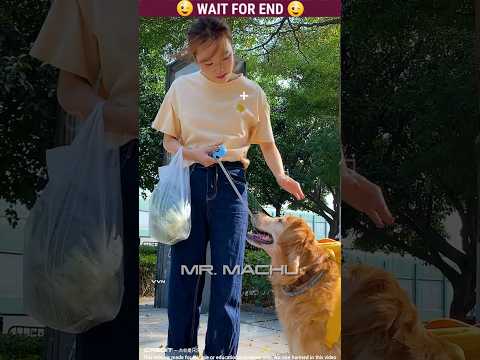 Micky 🐶Part-43 Story Of Amazing Dog 🐕 | Malayalam Funny | The dogs are cute and funny #dog #shorts