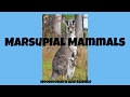 Marsupials: Nature's Pouch-Bearing Mammals