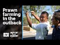 Prawn Farming in Esk