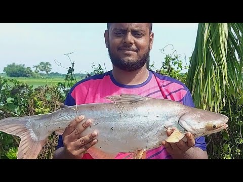 Best pangash fish hunting scenes by fishing rod