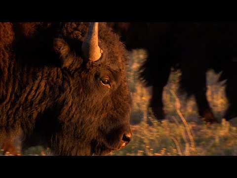 YouTube video thumbnail: Wildlife in the Lone Star State