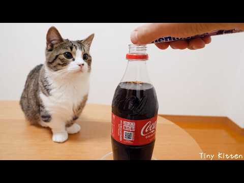 Cute cat curious about seeing Mentos Cola for the first time...