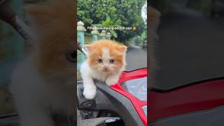 Kitten ride vario so cute 😍 #cat #catlover #kucinglucu #kitten #kucing