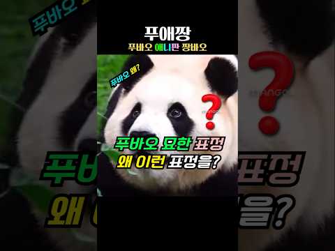 푸바오 산책중 보이는 이 표정 왜 이런 표정을?