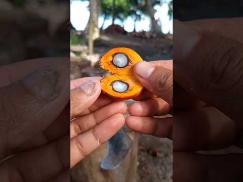 Isi kelapa sawit bisa dimakan #kelapa #kelapasawit #buahsawit